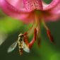 Frumusețea ascunsă a polenizării