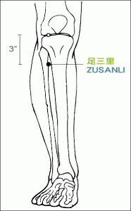 Zusanli - Zu San Li 