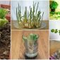 13 Plante pe care le poti creste la nesfarsit (regenerabile)
