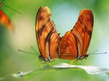 two-butterflies-on-a-leaf-natural-selection-craig-tuttle