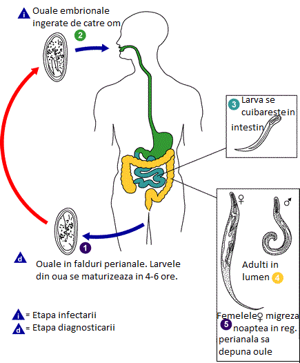 cum se reduc papiloamele urethral papilloma pathology outlines