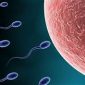 Sperma – esenţa vieţii