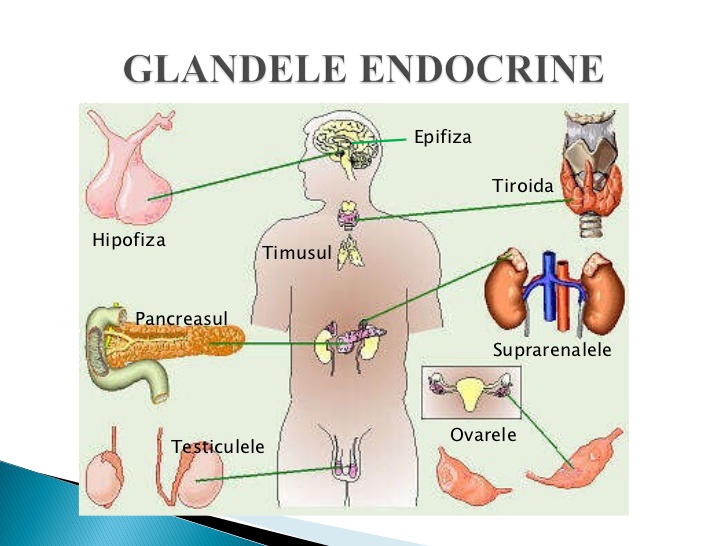 Glandele endocrine